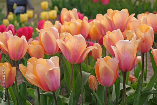 Pale peach and pink ‘blushing impression’ in flower.
