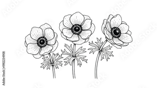 Detailed black and white ink sketch showing three beautiful anemone flowers with delicate petals and textured leaves.