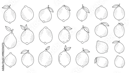 Big collection of various hand drawn lemon fruit sketches showing different shapes, leaves, and angles in a black and white style.