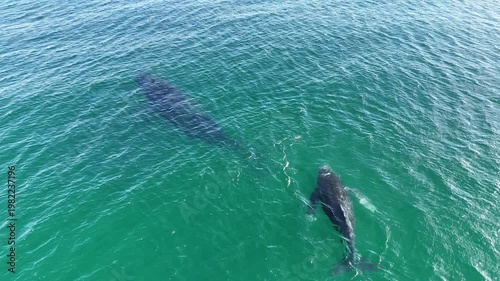 Humpback Whale Mother & Calf in Baja California | Drone View 4K