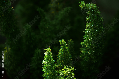 Asparagus densiflorus 'Myers' (Foxtail Fern), an ornamental fern, graceful fronded foliage for shaded woodland gardens. 