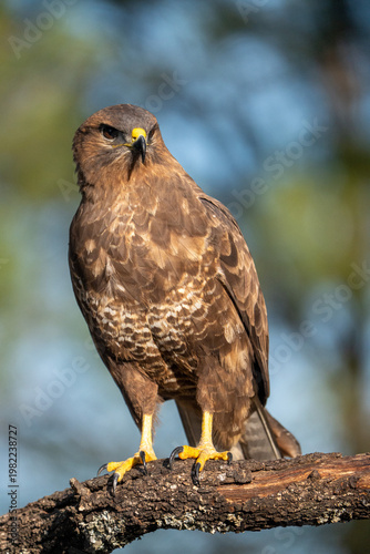 Common buzzard (Buteo buteo) photographed in Spain