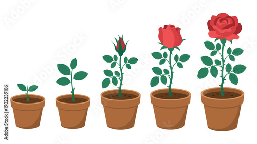 Rose plant growth stages in pots from seedling to blooming flower