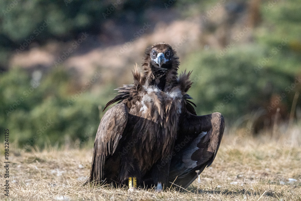 Fototapeta premium Black vulture (Aegypius monachus) photographed in Spain
