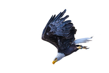 Bald eagle (Haliaeetus leucocephalus) Photo, in a Dive, Over a Transparent, Isolated PNG Background
