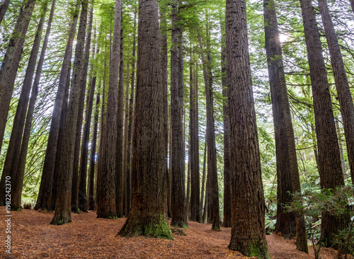 The Redwoods Otway in Australia