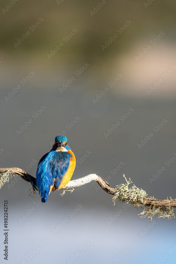 Obraz premium Common kingfisher (Alcedo atthis) photographed in Spain