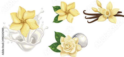 Vanilla flowers with pods and milk splash, aromatic spice ingredient, natural flavor botanical elements, detailed vector illustration collection