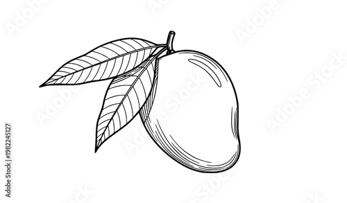 Mango fruit line art with veined leaves black and white outline vector isolated