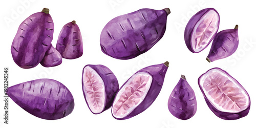 Watercolor set of purple sweet potatoes, whole root vegetables and cut halves with patterned flesh, isolated on transparent background