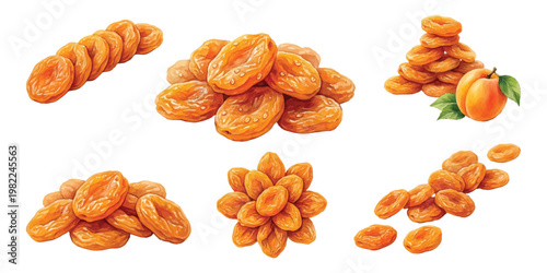 Watercolor dried apricot halves arranged in piles rows and fresh whole fruit and leaves, isolated on transparent background