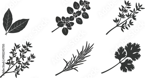 Illustrations of various types of leaves for botanical identification and study Vector