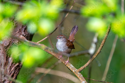 Cetti's Warbler perched among the branches.