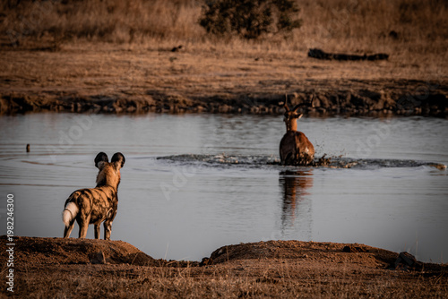 African wild dog watching antelope crossing water, Sabi Sands South Africa