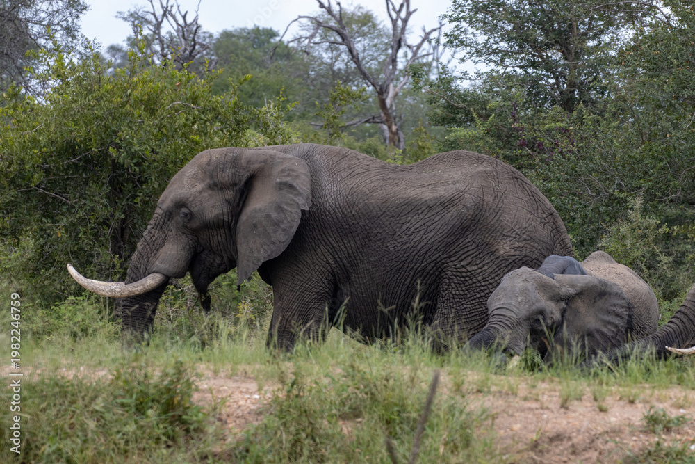 Fototapeta premium elephants in the wild