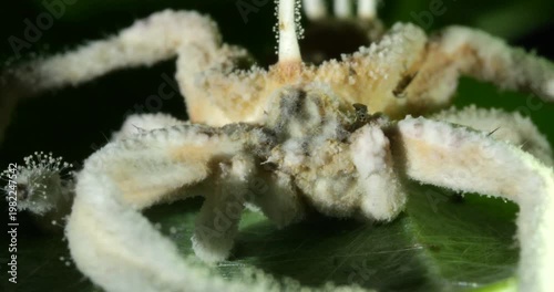 Cordyceps fungus parasitizing a spider. The fungus alters the behaviour of its host so it dies in a high place optimum for spore dispersal in order to infect more hosts.. In Napo province, Ecuador