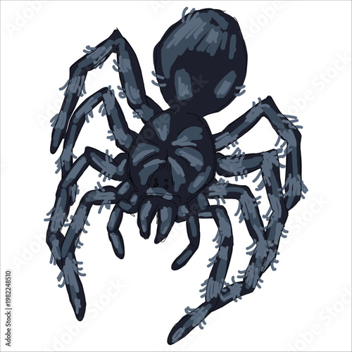 Illustration of  Brazilian Black Tarantula. Grammostola pulchra. Colorful, hand-drawn, vector illustration. Picturesque. Unique detailed stylization. Print on sketchbooks, stickers, postcards, cups