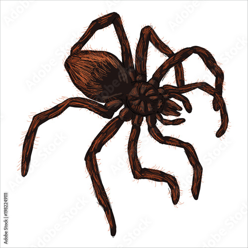 Illustration of the Rose Hair Tarantula. Grammostola rosea. Colorful, hand-drawn, vector illustration. Picturesque. Unique detailed stylization. Print on sketchbooks, stickers, postcards