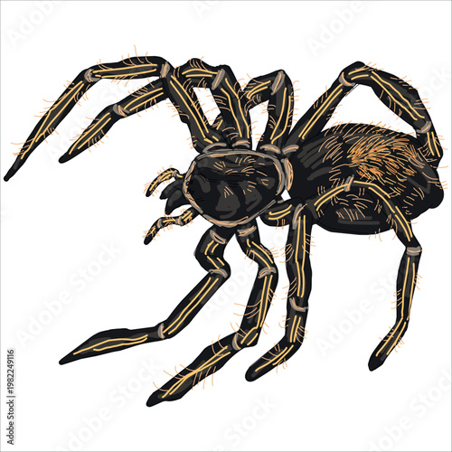 Illustration of Chaco Golden-knee Tarantula. Grammostola pulchripes. Colorful, hand-drawn, vector illustration. Picturesque. Unique detailed stylization. Print on sketchbooks, stickers, postcards