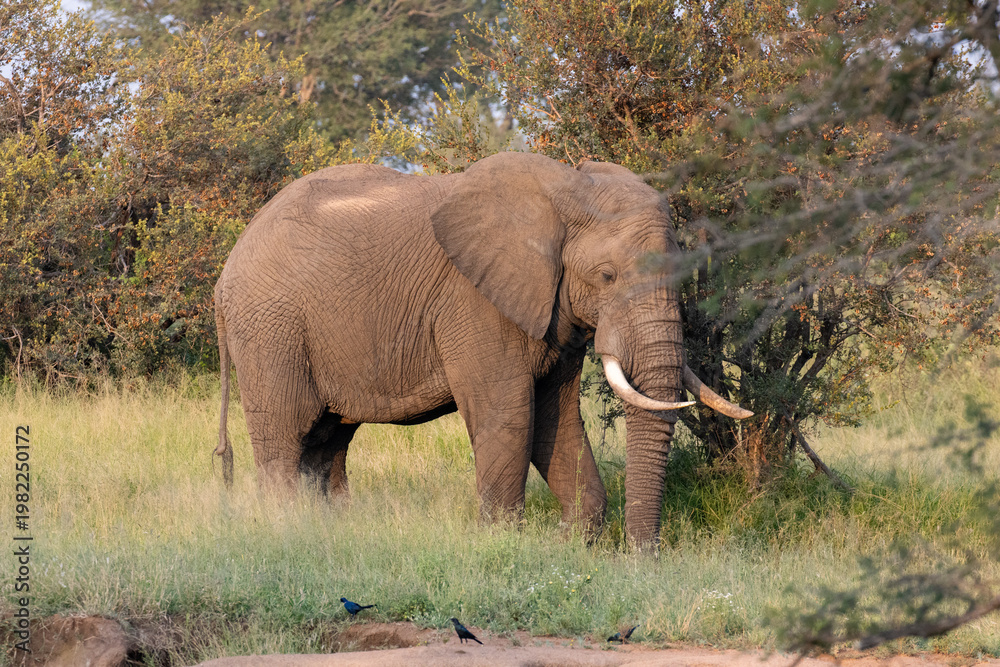 Fototapeta premium big elephant in the sun