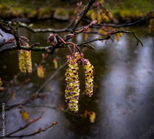 birch catkins in spring