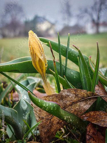 green leaves on the ground