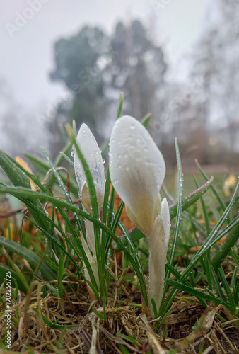 snowdrops in the snow