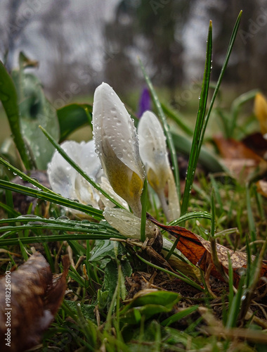 spring crocus flowers