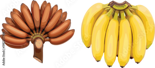 Banana bunches in ripe and overripe colors, fresh tropical fruit collection, yellow and brown varieties, detailed vector illustration