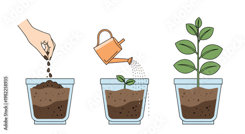 Sequential illustration of a plant growing in a pot from planting seeds and watering to becoming a healthy green leafy houseplant.