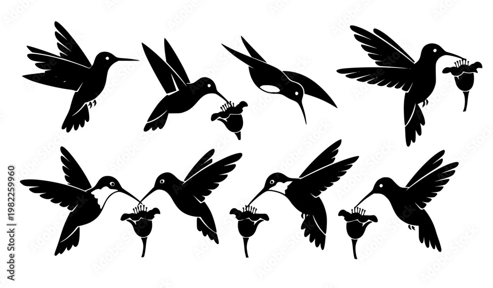 Fototapeta premium , Black and White Hummingbird Vector Set with Different Flying Poses Isolated Collection