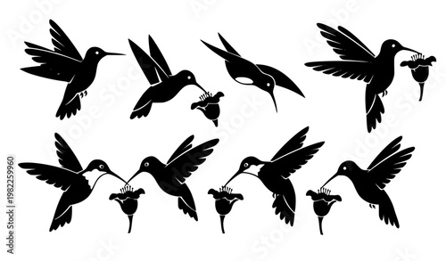 , Black and White Hummingbird Vector Set with Different Flying Poses Isolated Collection