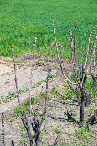 畑で芽吹いたばかりのタラノメ