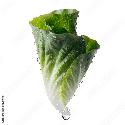 Fresh Green Romaine Lettuce Leaf Isolated on White Background