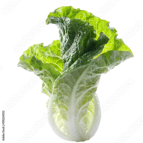 Fresh Green Romaine Lettuce Leaf Isolated on White Background