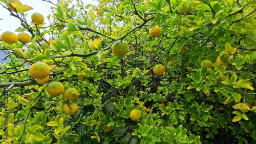 Yellow fruits of the citrus plant Poncirus trifoliata (trifoliate orange) against green foliage in autumn