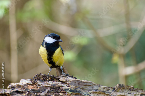 Billede på lærred Great tit perched on fallen tree trunk with soft natural background