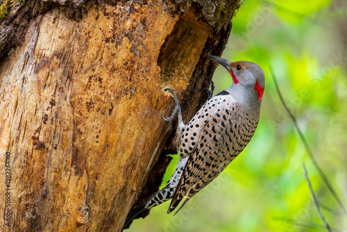 Northern Flicker (Colaptes auratus) peers into a cavity created by a Pileated Woodpecker (Dryocopus pileatus).