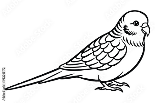 budgerigar bird silhouette line art vector illustration with a white background