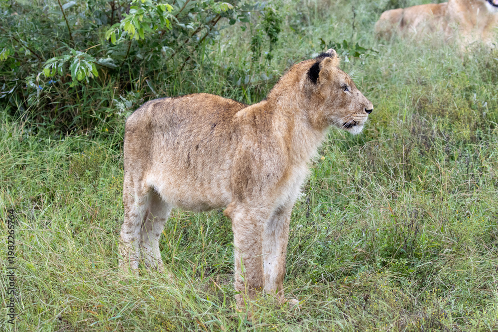 Fototapeta premium lion cub