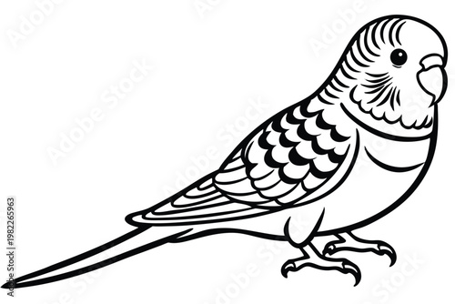 budgerigar bird silhouette line art vector illustration with a white background