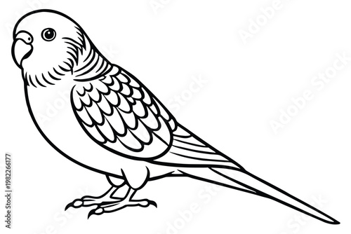budgerigar bird silhouette line art vector illustration with a white background