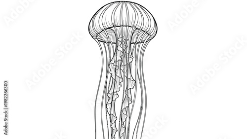 vector, illustration, of animals