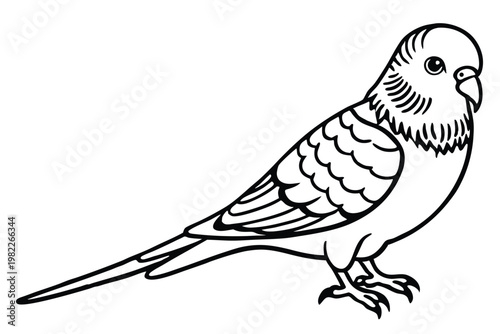 budgerigar bird silhouette line art vector illustration with a white background