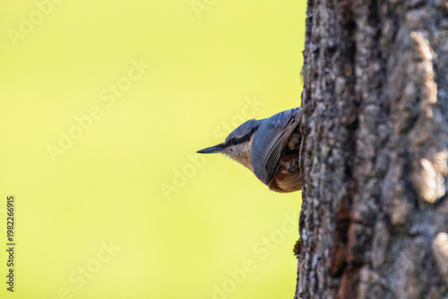 Eurasian nuthatch perching on a wooden perch.