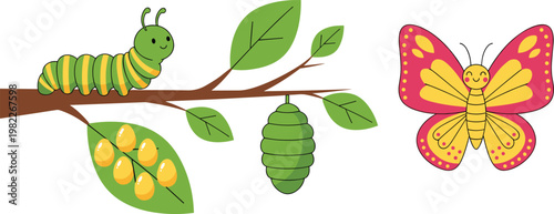 Caterpillar transforming into butterfly on branch, life cycle concept, colorful insect metamorphosis stages, nature education vector illustration