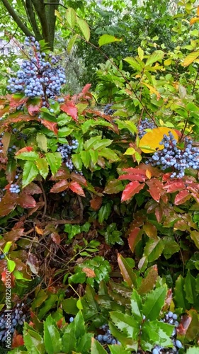 Berries of Berberis vulgaris (common barberry) on a shrub in autumn