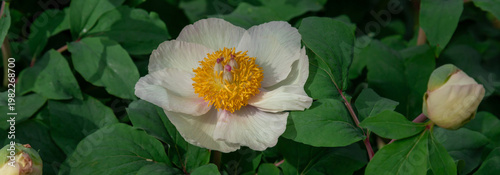 Vibrant close-up of a tree peony white flower with contrasting yellow stamen ...