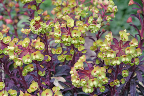 Принти на полотні Purple and green Euphorbia ‘Miners Merlot’ in flower.