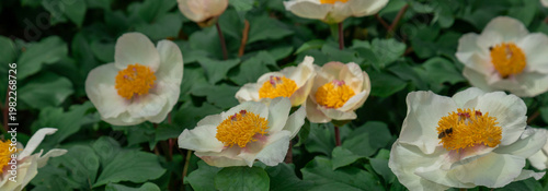 White Flower with Yellow Stamen Delicately Blooming in Green Foliage